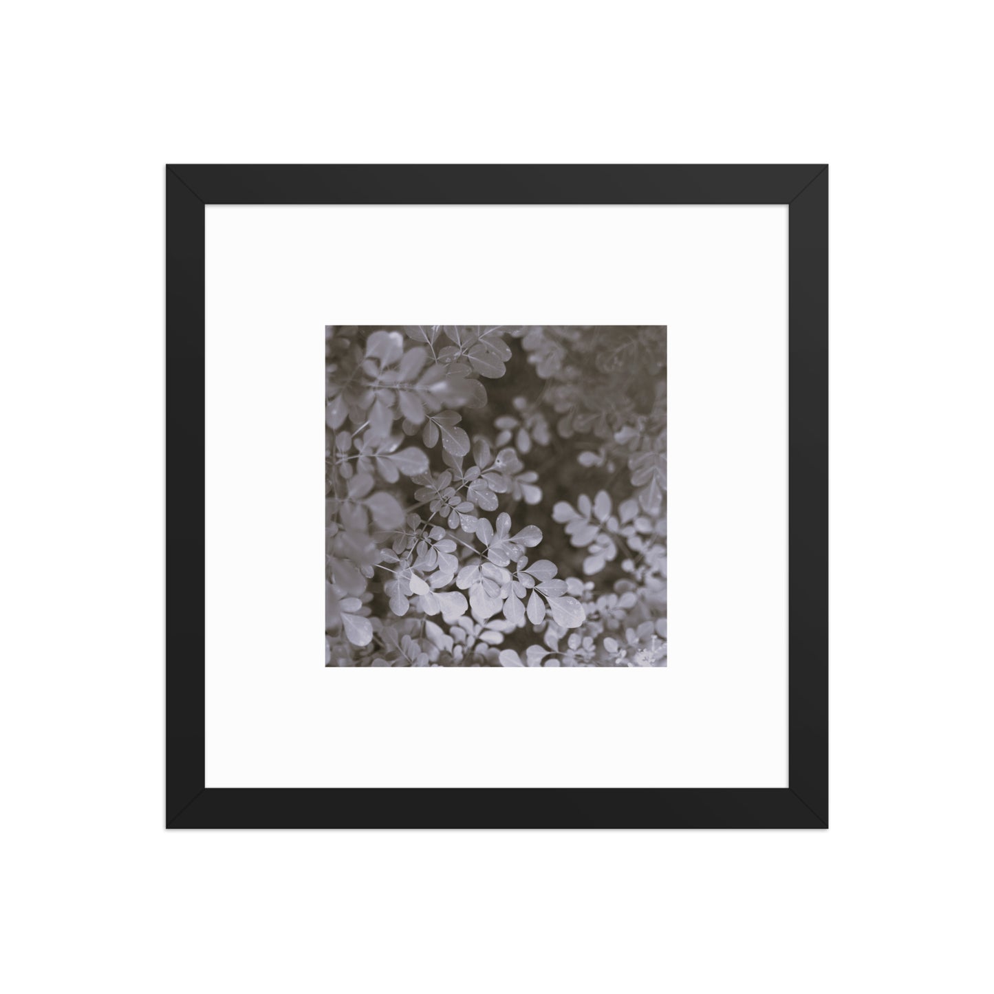 Matsukazesou Botanical B&W Art – Framed Matte Paper Poster, Black Frame, Front View