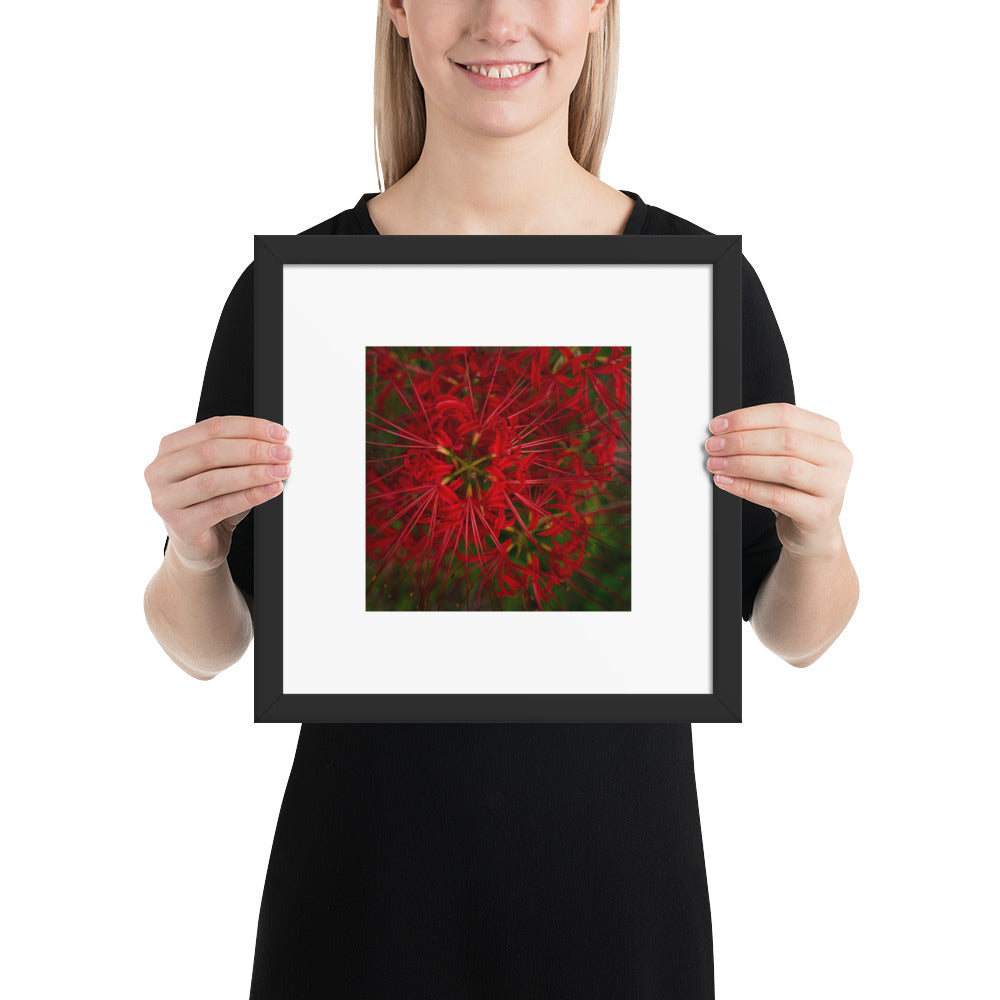 Red Spider Lily Botanical Art – Framed Poster 12x12, Black Frame, Front View