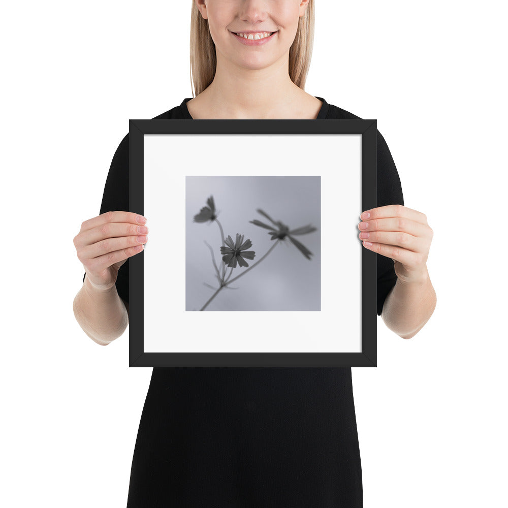 Three Cosmos Flowers Botanical B&W Art – Framed Matte Paper Poster, Black Frame, Front View
