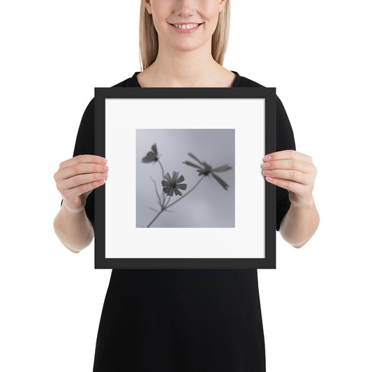 Three Cosmos Flowers Botanical B&W Art – Framed Matte Paper Poster, Black Frame, Front View
