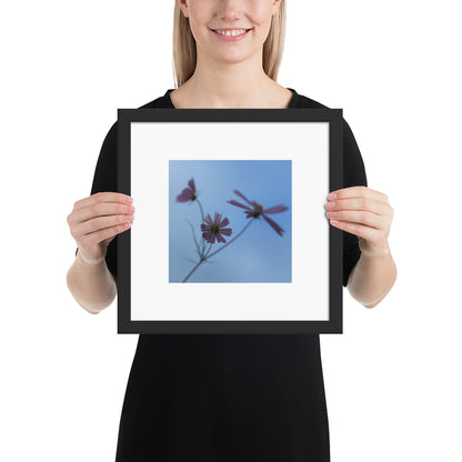 Three Cosmos Flowers Botanical Art – Framed Matte Paper Poster, Black Frame, Front View