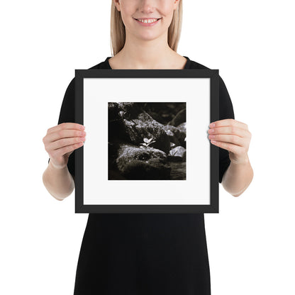 Plant on a Rock (B&W) Art – Framed Matte Paper Poster, Black Frame, Lifestyle View