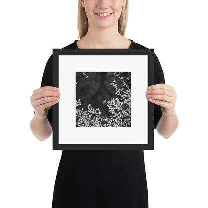 Cherry Blossom Petals on Water Surface (B&W) - Framed Matte Paper Poster, Black Frame, Front View