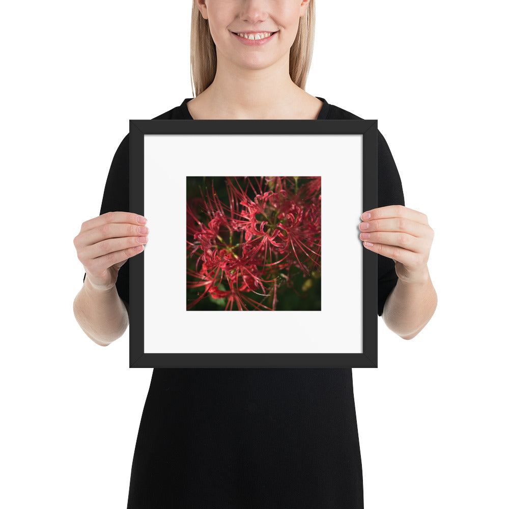 Red Spider Lily framed matte paper poster, black frame