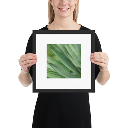 Minimalist streetwear style framed wall art in matte black, featuring a Yucca plant color photograph. Sleek, modern botanical decor for sophisticated living spaces. / モードストリート系・マットブラックフレーム入りユッカ植物のアートポスター。洗練された都会的なインテリアに最適なミニマリスト・デザイン。