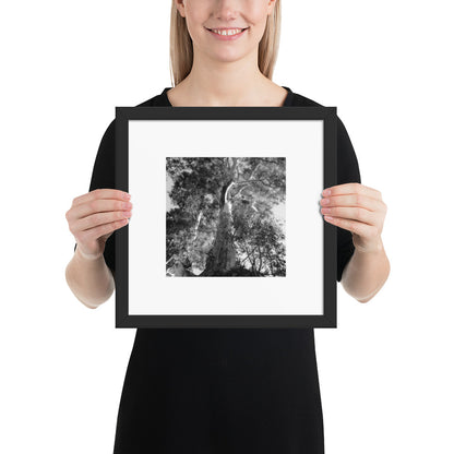 Minimalist streetwear style framed matte paper poster in black frame featuring the 'Eucalyptus Tree (B&W)' photo art. / モードストリート系フレーム付きマットペーパーポスター（ブラックフレーム）：「ユーカリの木（モノクロ）」のフォトアートを配したデザイン。