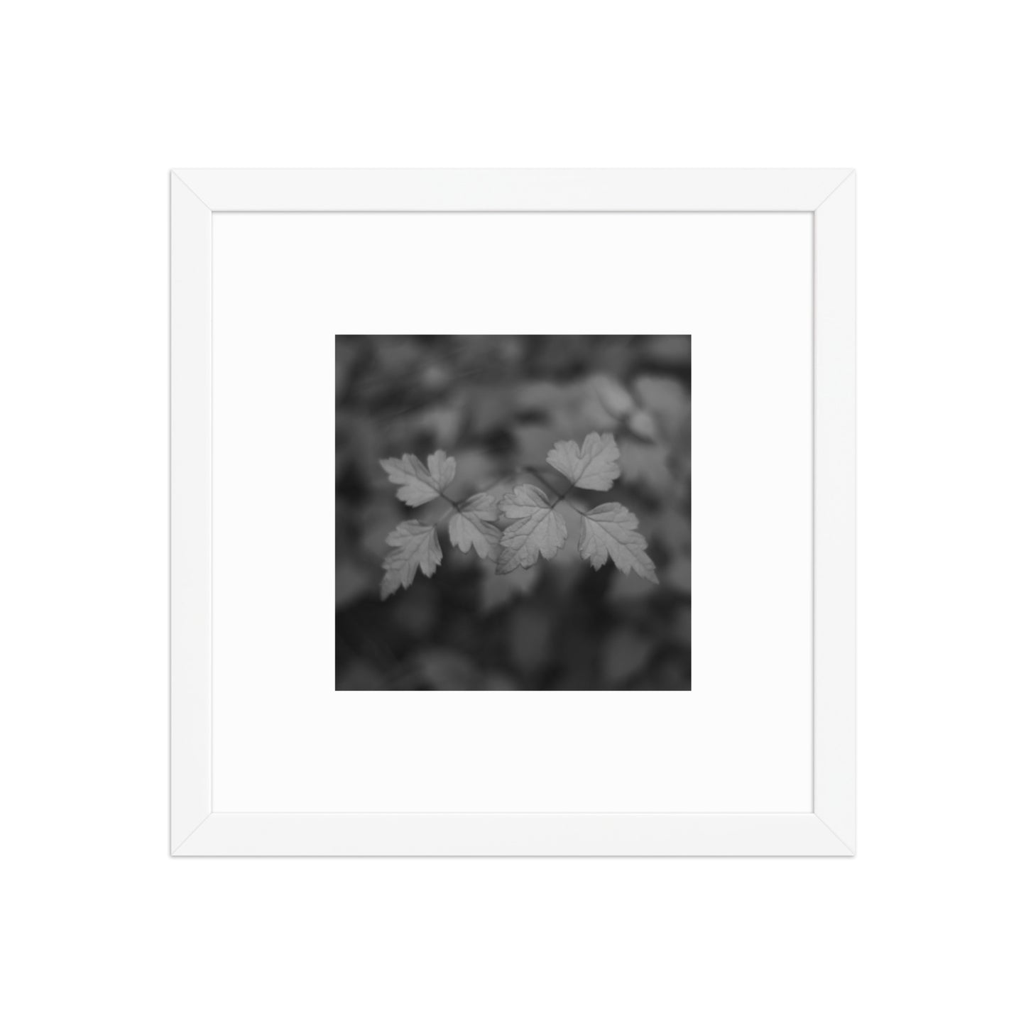 【White Frame】
Minimalist mode style framed matte paper poster with a 'plants' black and white botanical art print and a white frame / モードストリート系フレーム付きポスター（ホワイトフレーム）、「植物」のモノクロアートプリント（アートプリント）