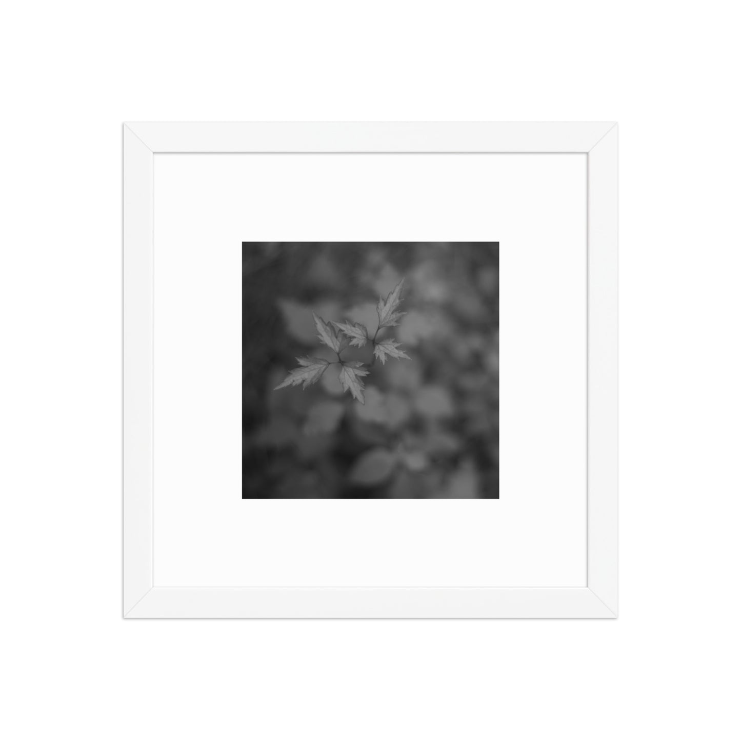 Botanical Plant B&W Art – Framed Matte Poster, White Frame, Front View

