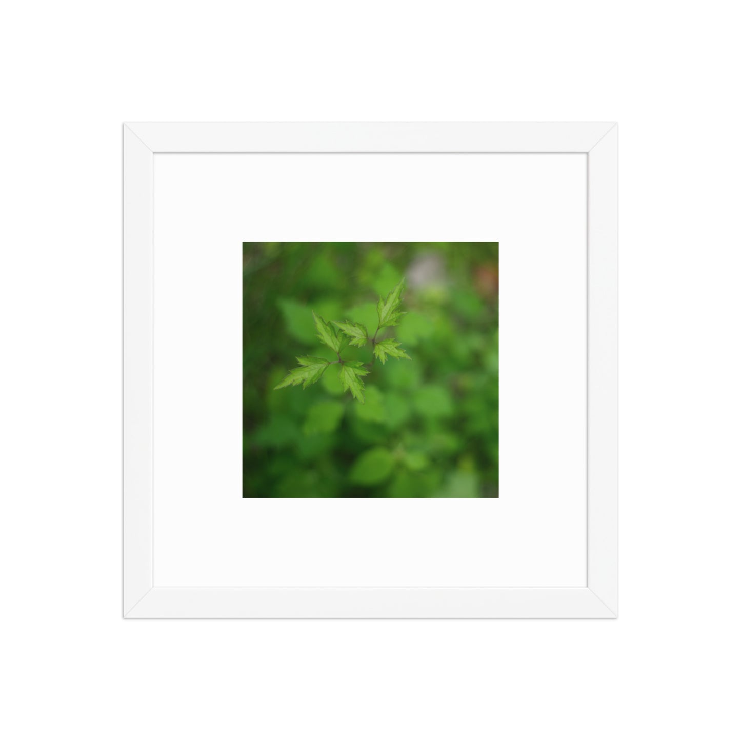 Botanical Plant Art – Framed Matte Poster, White Frame, Front View
