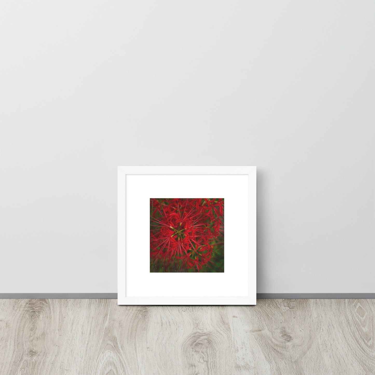 Red Spider Lily Botanical Art – Framed Poster 12x12, White Frame, Front View