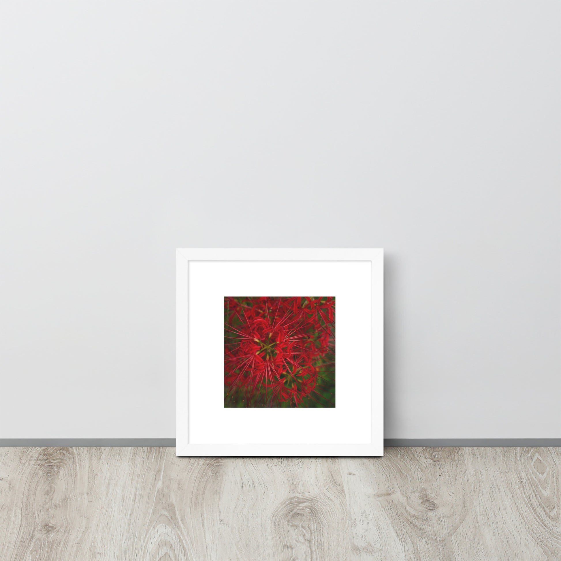 Red Spider Lily Botanical Art – Framed Poster 12x12, White Frame, Front View