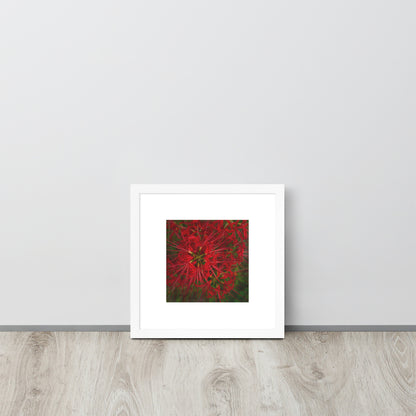 Red Spider Lily Botanical Art – Framed Poster 12x12, White Frame, Front View