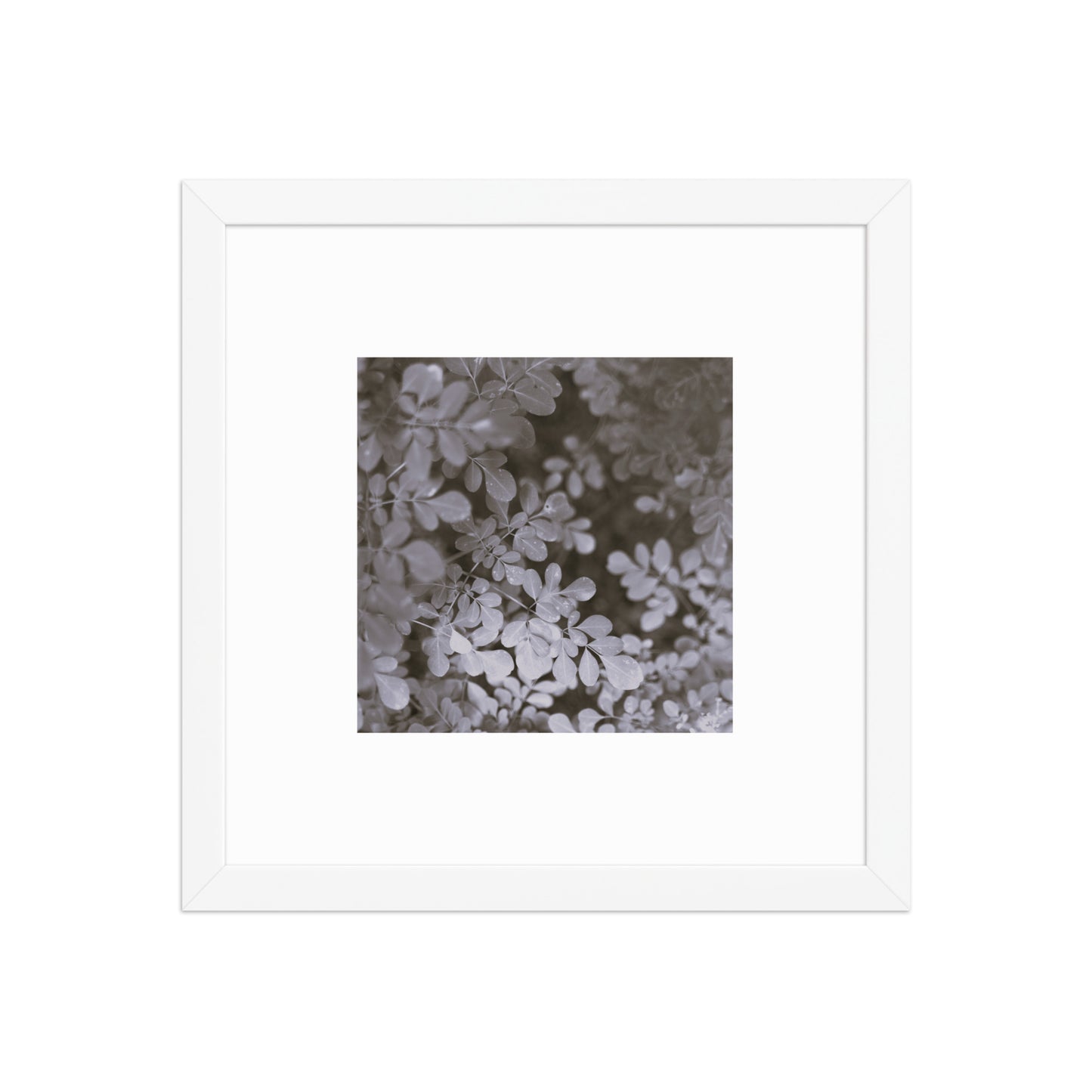 Matsukazesou Botanical B&W Art – Framed Matte Paper Poster, White Frame, Front View
