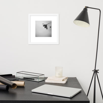Cosmos Flower Botanical B&W Art – Framed Matte Paper Poster, White Frame, Front View