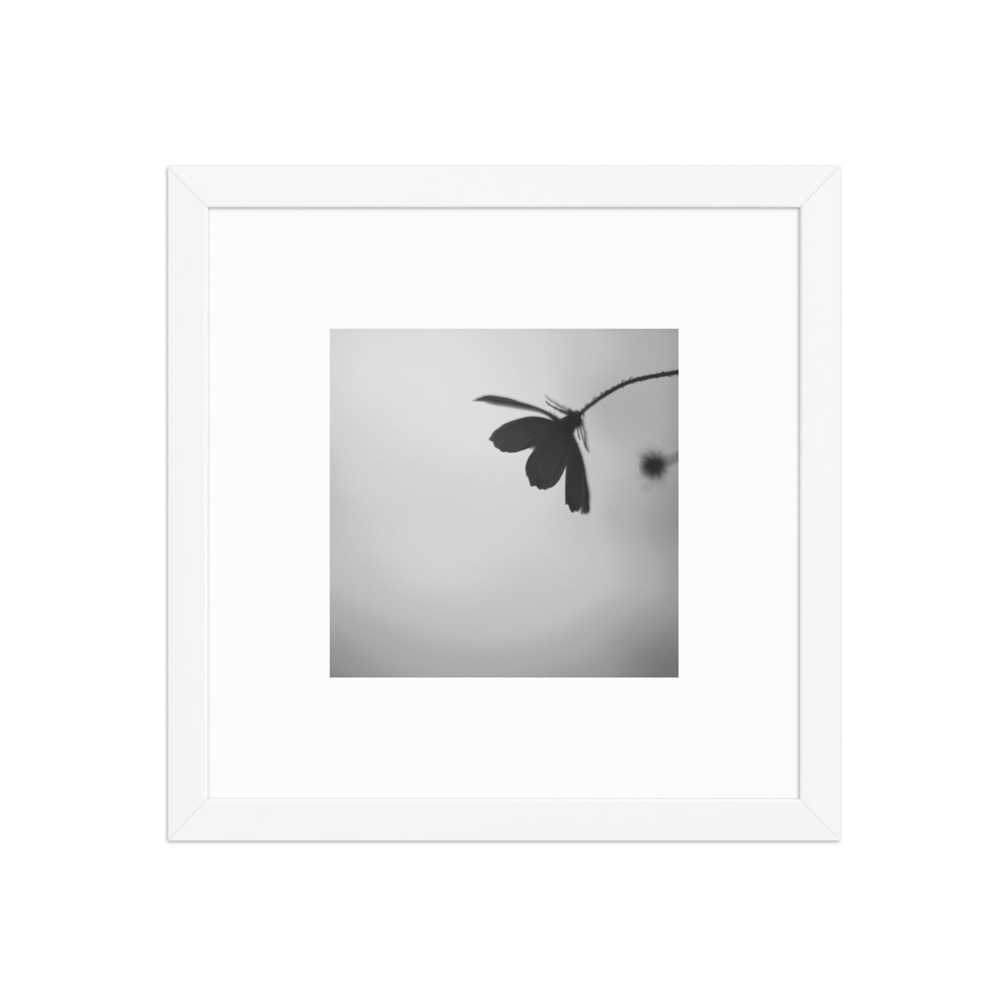 Cosmos Flower Botanical B&W Art – Framed Matte Paper Poster, White Frame, Front View