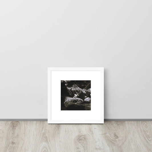 Plant on a Rock (B&W) Art – Framed Matte Paper Poster, White Frame, Lifestyle View