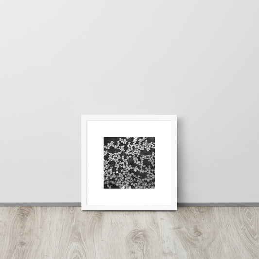 Cherry Blossom Petals in Puddle (B&W) - Framed Matte Paper Poster, White Frame