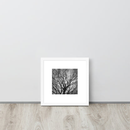 Tree B and W Framed Matte Paper Poster White