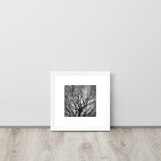 Tree B and W Framed Matte Paper Poster White