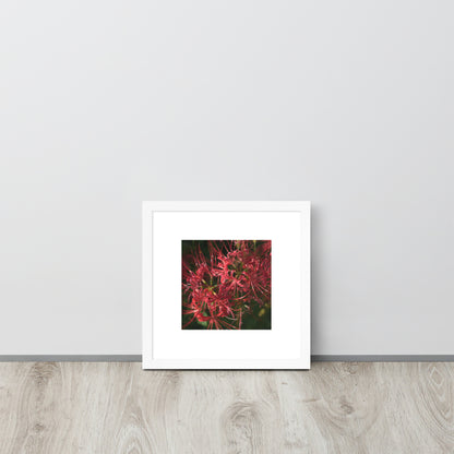 Red Spider Lily framed matte paper poster, white frame