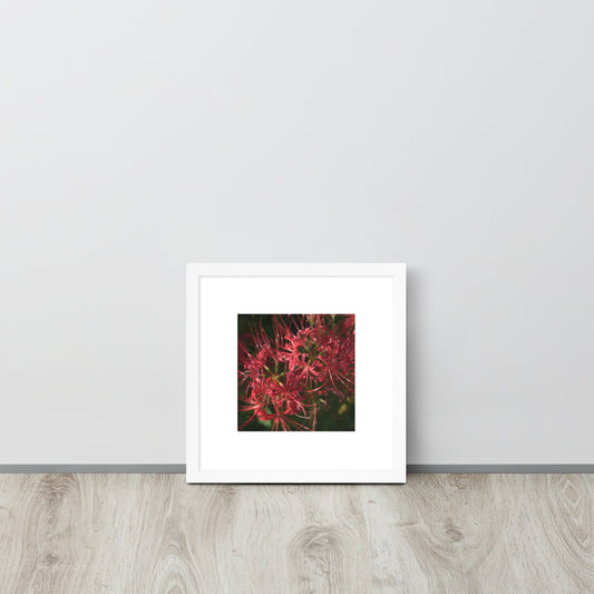 Red Spider Lily framed matte paper poster, white frame