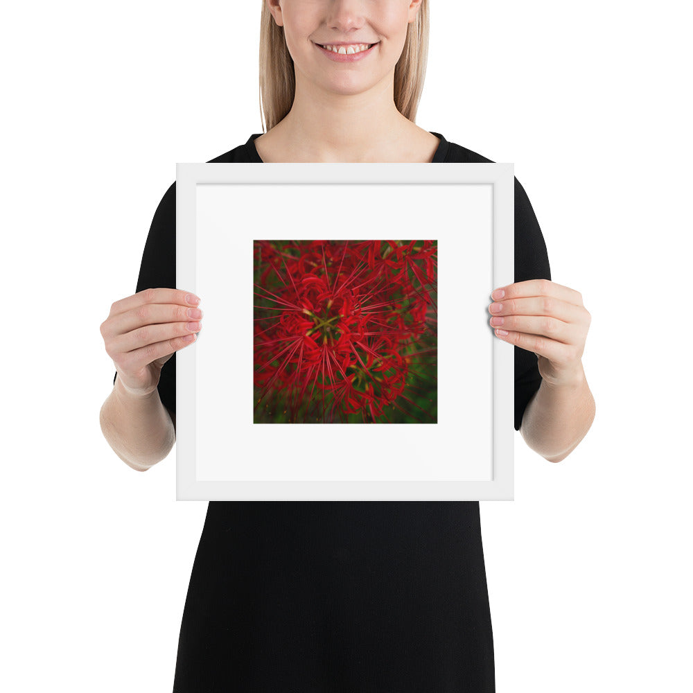 Red Spider Lily Botanical Art – Framed Poster 12x12, White Frame, Front View