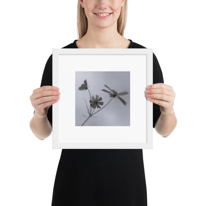 Three Cosmos Flowers Botanical B&W Art – Framed Matte Paper Poster, White Frame, Front View