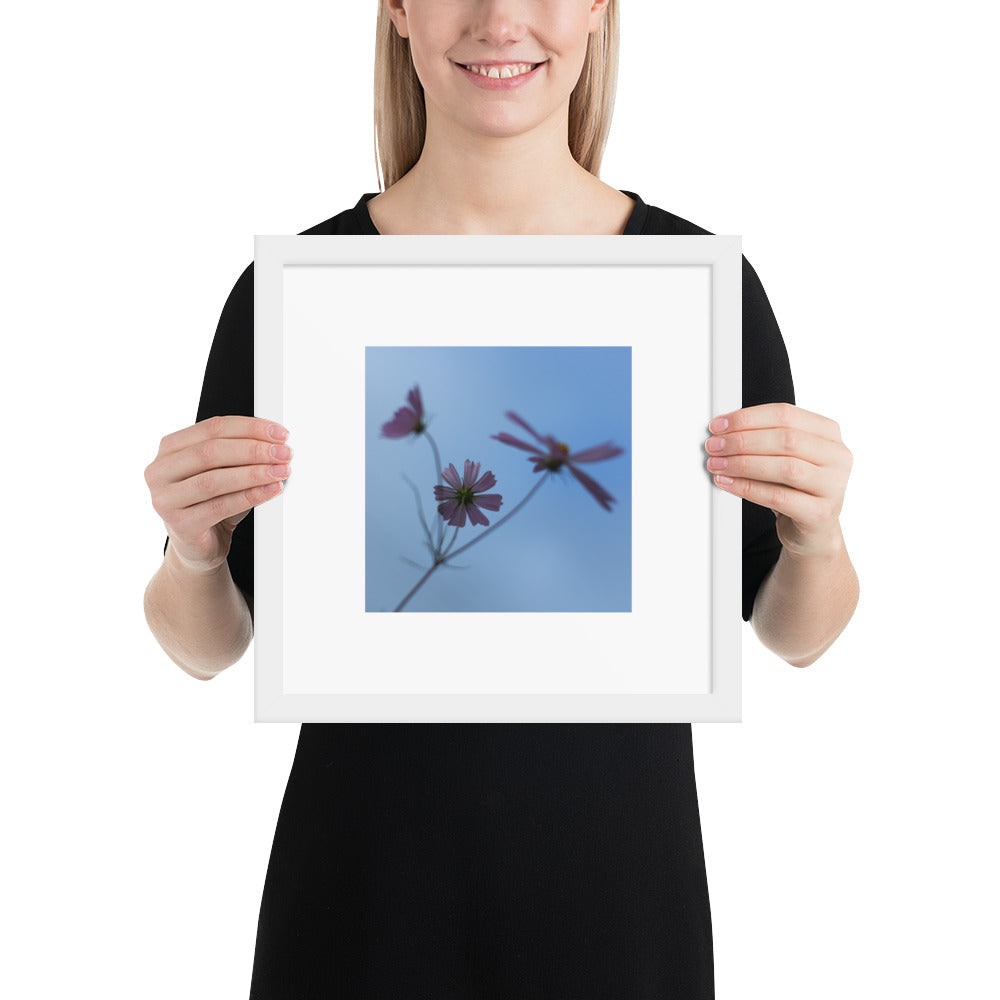Three Cosmos Flowers Botanical Art – Framed Matte Paper Poster, White Frame, Front View