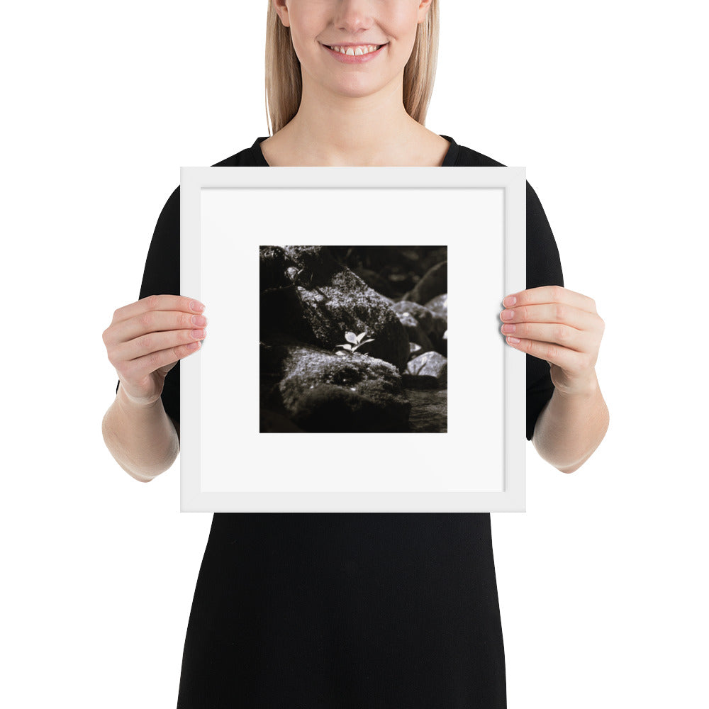Plant on a Rock (B&W) Art – Framed Matte Paper Poster, White Frame, Lifestyle View