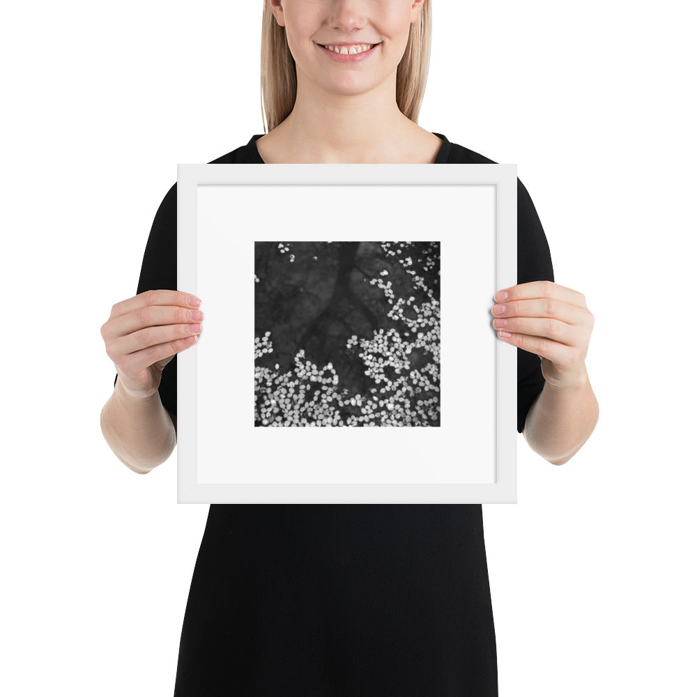 Cherry Blossom Petals on Water Surface (B&W) - Framed Matte Paper Poster, White Frame, Front View