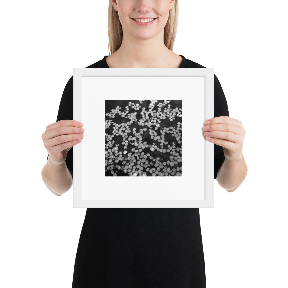 Cherry Blossom Petals in Puddle (B&W) - Framed Matte Paper Poster, White Frame