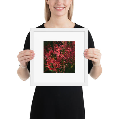 Red Spider Lily framed matte paper poster, white frame