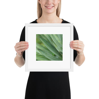 Minimalist streetwear style framed wall art in matte white, featuring a Yucca plant color photograph. Clean, bright botanical decor for modern interior styling. / モードストリート系・マットホワイトフレーム入りユッカ植物のアートポスター。明るく洗練されたモダンな空間を演出するミニマリスト・デザイン。