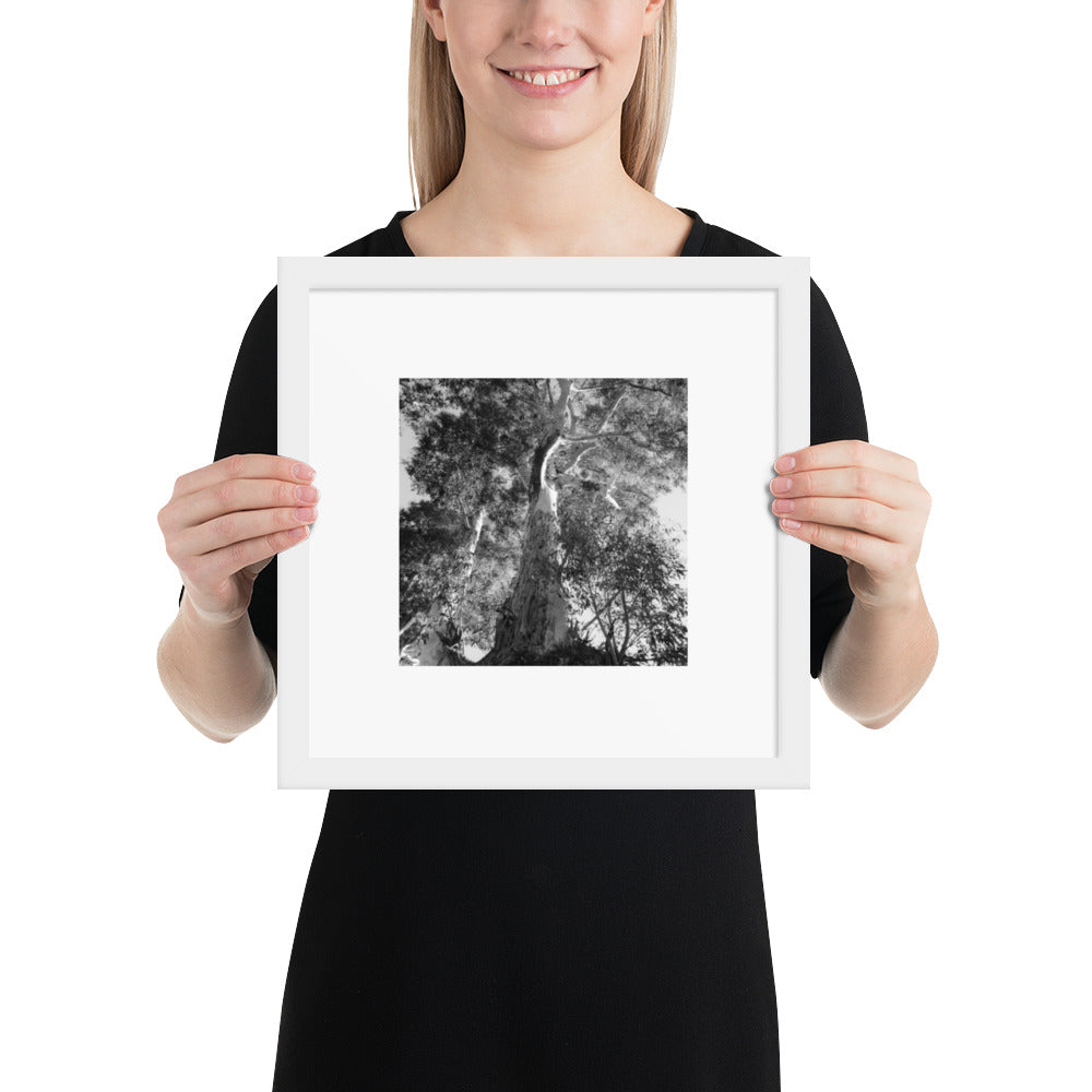 Minimalist streetwear style framed matte paper poster in white frame featuring the 'Eucalyptus Tree (B&W)' photo art. / モードストリート系フレーム付きマットペーパーポスター（ホワイトフレーム）：「ユーカリの木（モノクロ）」のフォトアートを配したデザイン。
