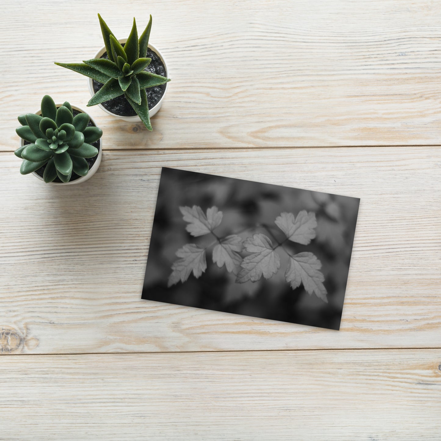 Minimalist mode style postcard featuring a 'plant' black and white botanical art print / モードストリート系デザインのポストカード、「植物」のモノクロアートプリント（アートカード）