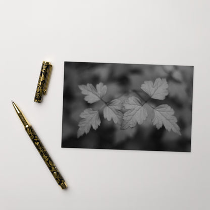 Minimalist mode style postcard featuring a 'plant' black and white botanical art print / モードストリート系デザインのポストカード、「植物」のモノクロアートプリント（アートカード）