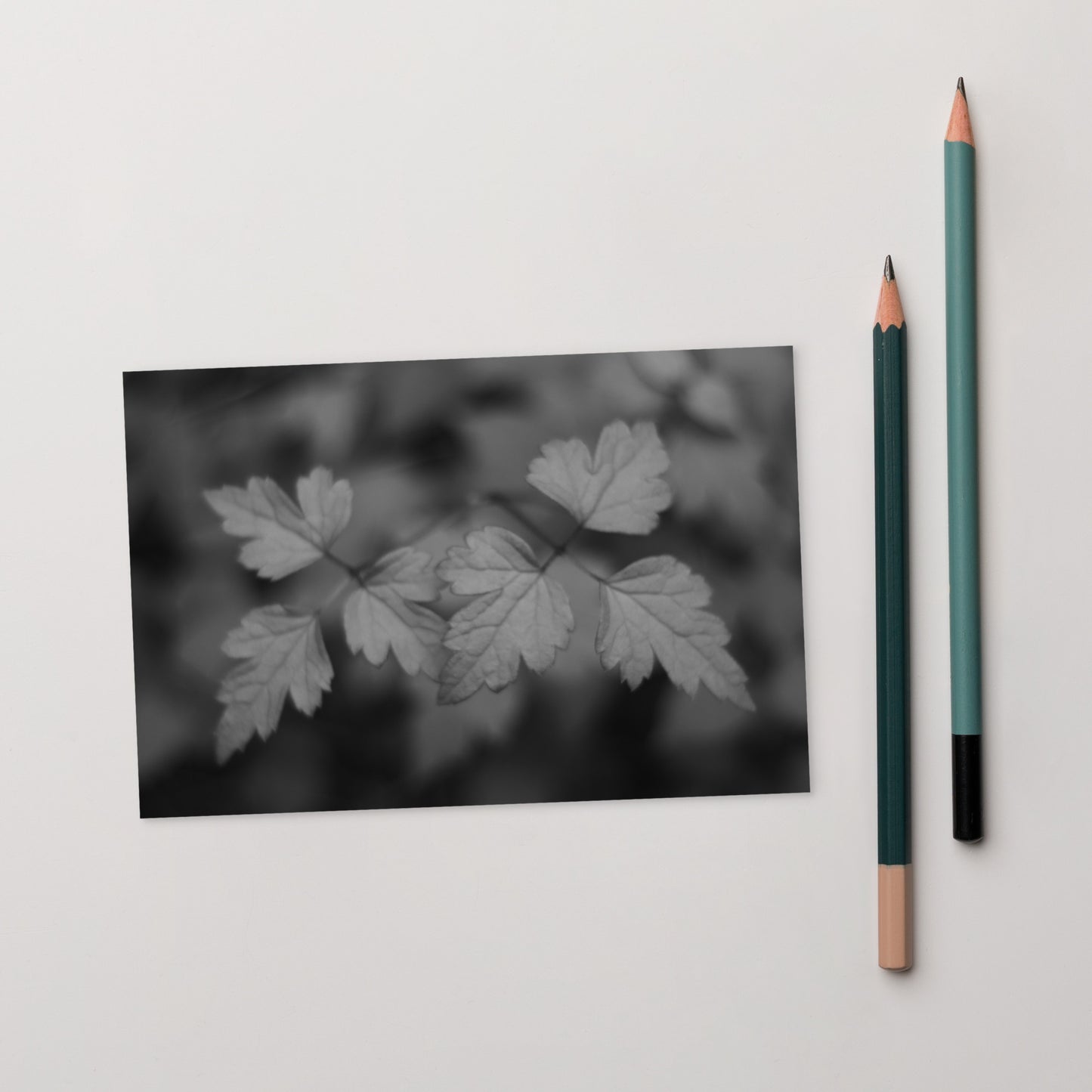 Minimalist mode style postcard featuring a 'plant' black and white botanical art print / モードストリート系デザインのポストカード、「植物」のモノクロアートプリント（アートカード）