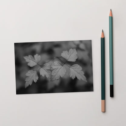 Minimalist mode style postcard featuring a 'plant' black and white botanical art print / モードストリート系デザインのポストカード、「植物」のモノクロアートプリント（アートカード）