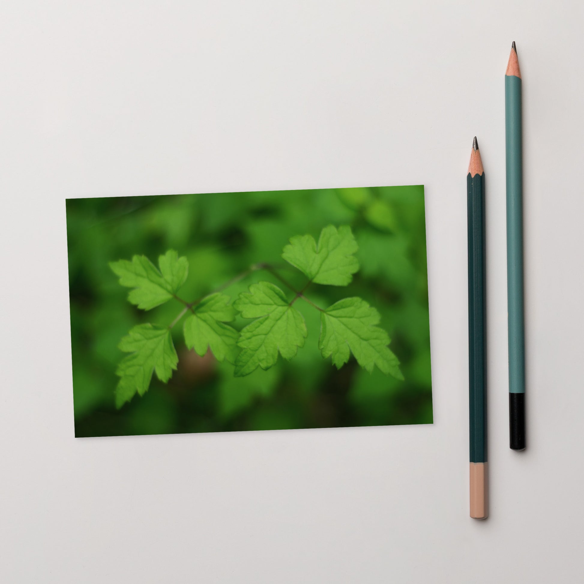 Plants B&W art print postcard 4x6 in – seiartinc
