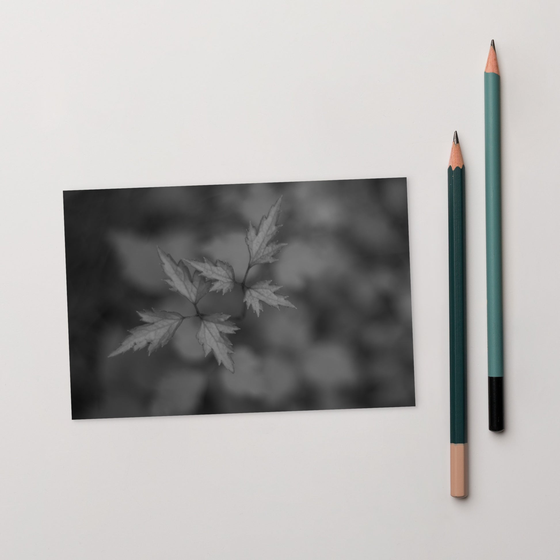 Botanical Plant B&W Art – Standard Postcard 4x6, Front View
