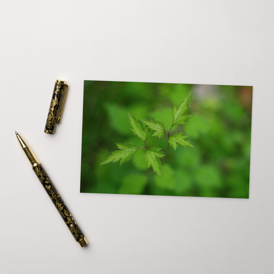 Botanical Plant Art – Standard Postcard 4x6, Front View
