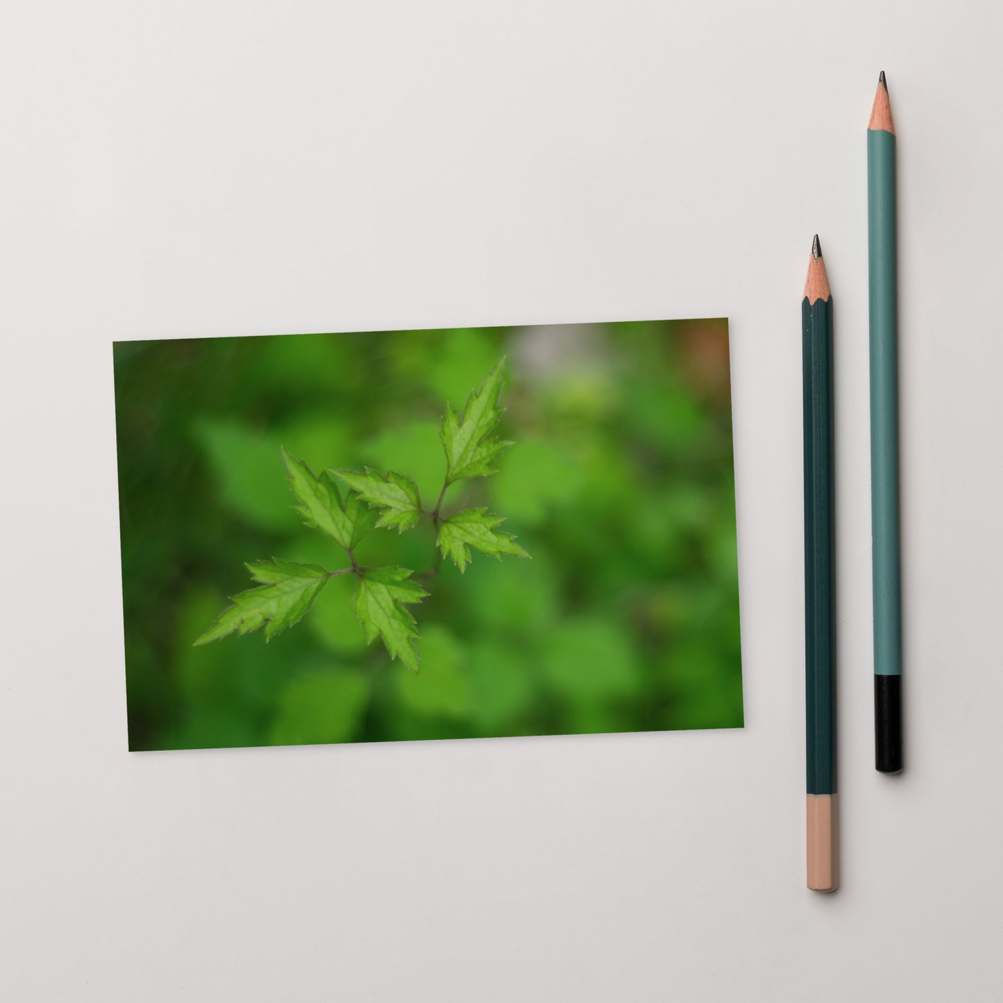 Botanical Plant Art – Standard Postcard 4x6, Front View
