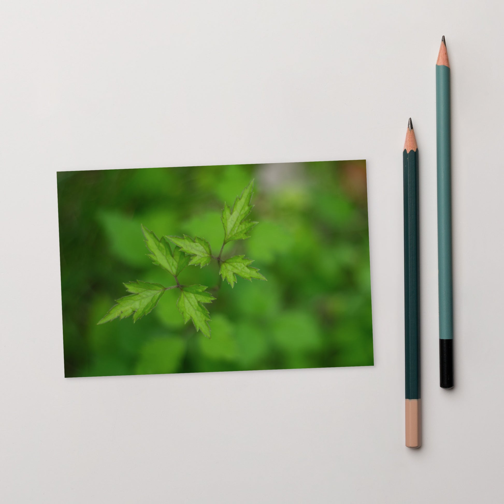 Botanical Plant Art – Standard Postcard 4x6, Front View
