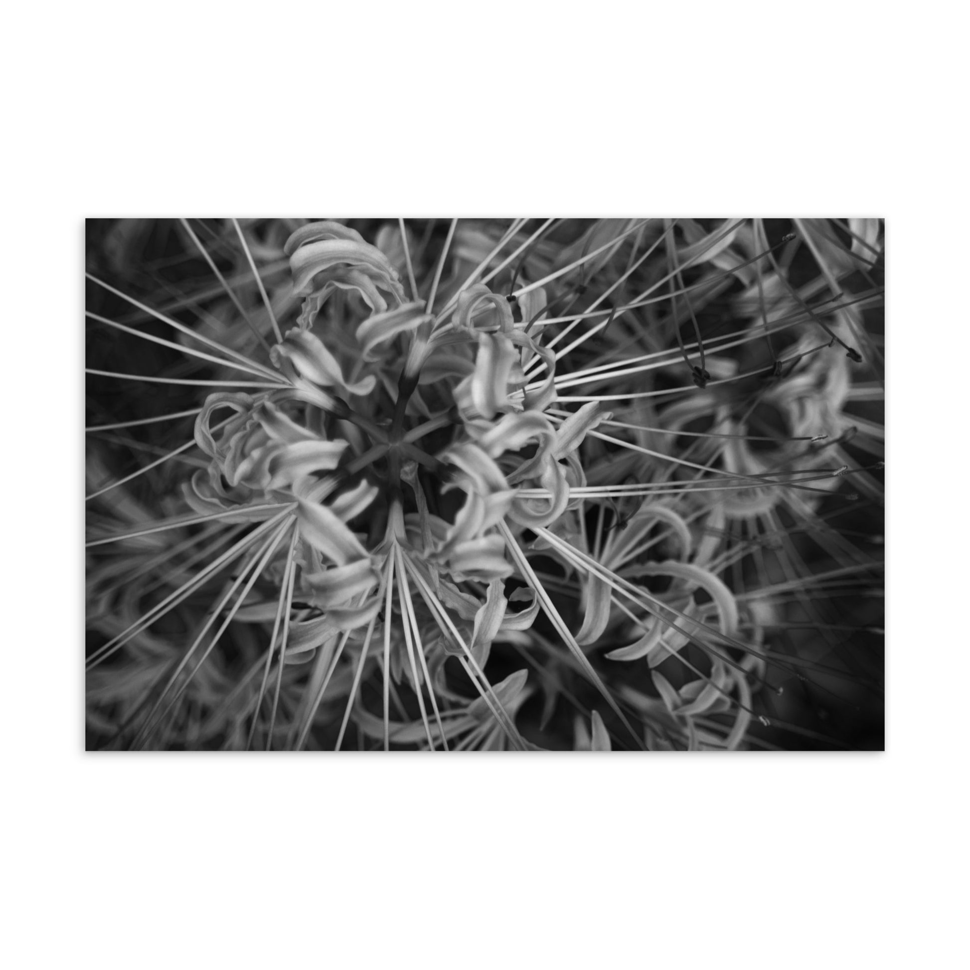 Red Spider Lily B&W Art – Standard Postcard 4x6, Front View