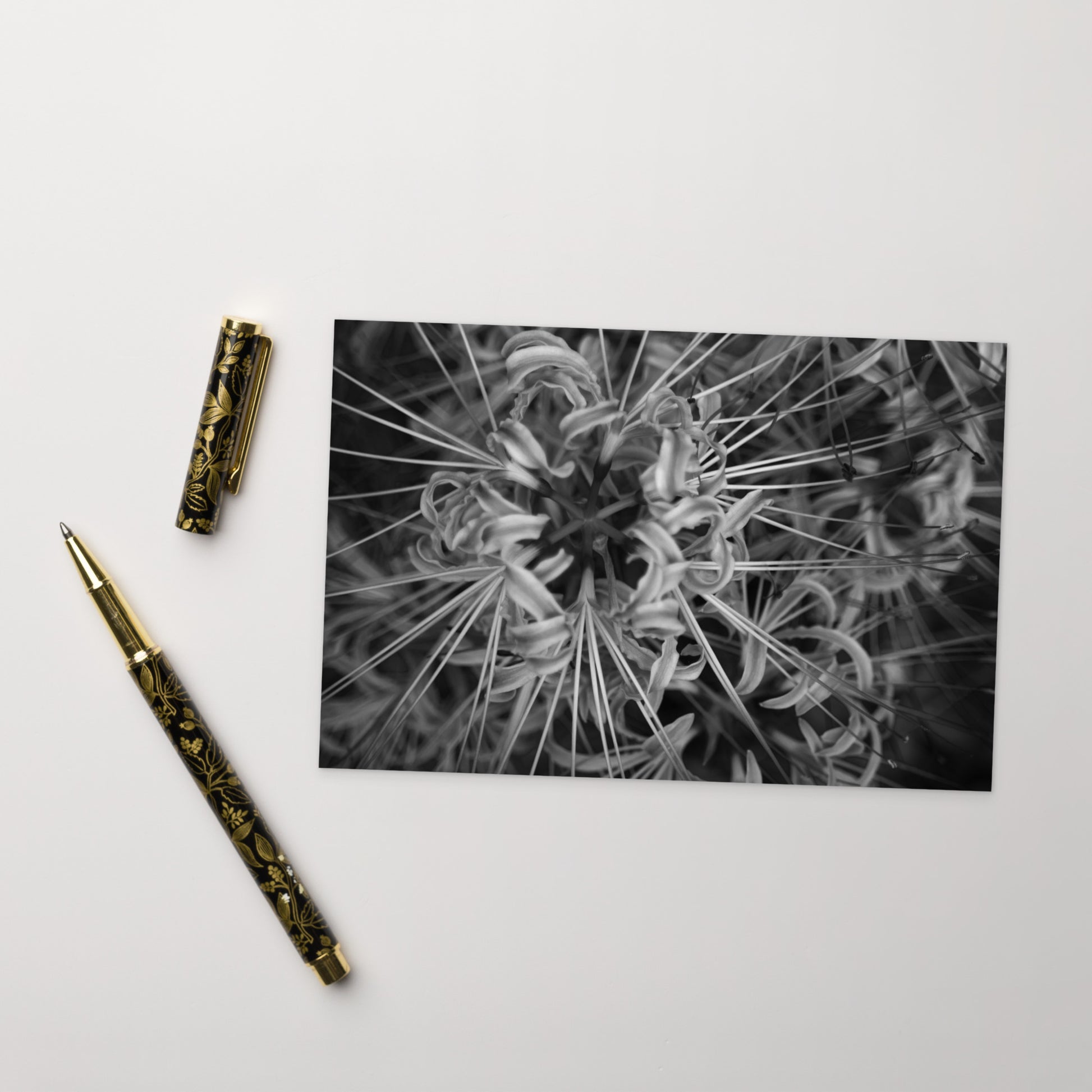 Red Spider Lily B&W Art – Standard Postcard 4x6, Front View