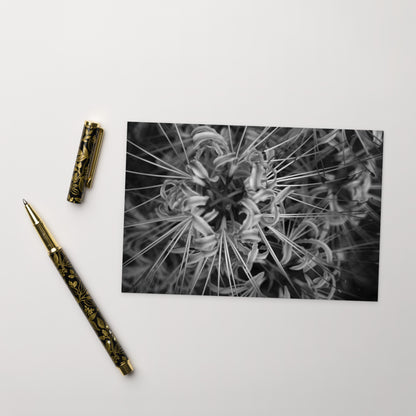 Red Spider Lily B&W Art – Standard Postcard 4x6, Front View