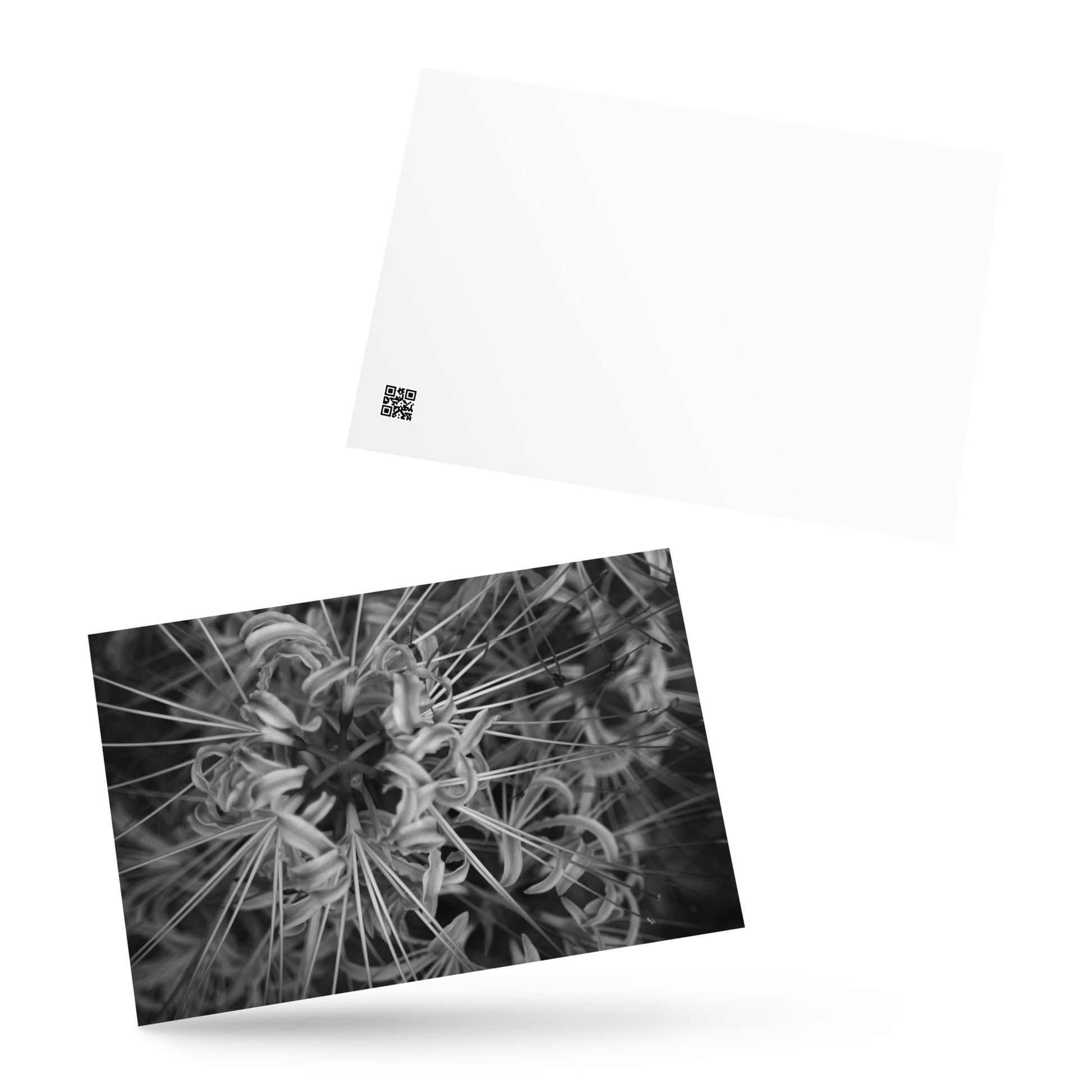 Red Spider Lily B&W Art – Standard Postcard 4x6, Front View