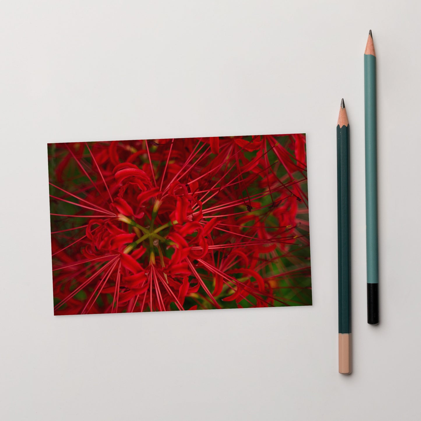 Red Spider Lily Botanical Art – Standard Postcard 4x6, Front View