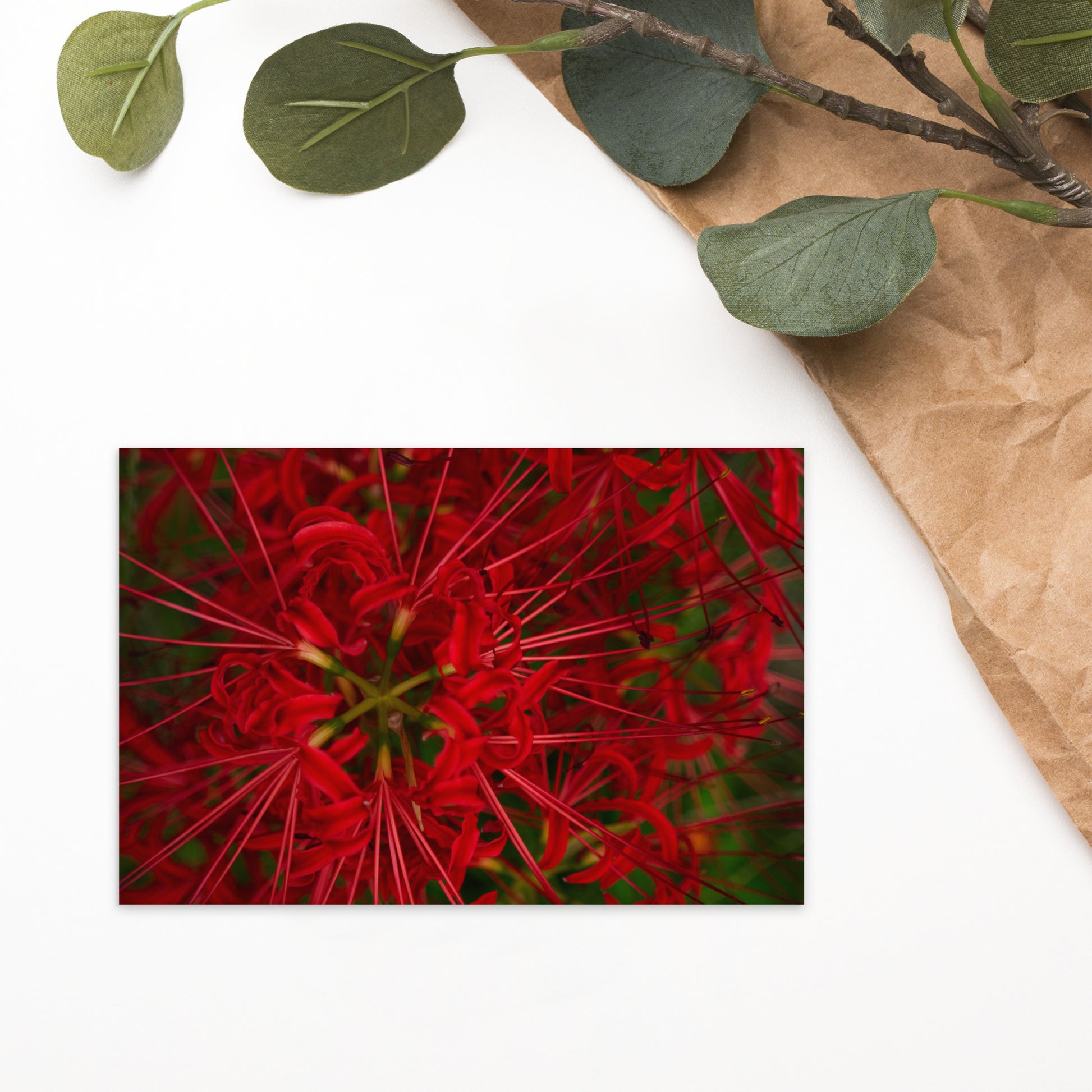 Red Spider Lily Botanical Art – Standard Postcard 4x6, Front View