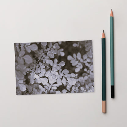 Matsukazesou Botanical B&W Art – Premium Matte Postcard 4x6, Lifestyle View